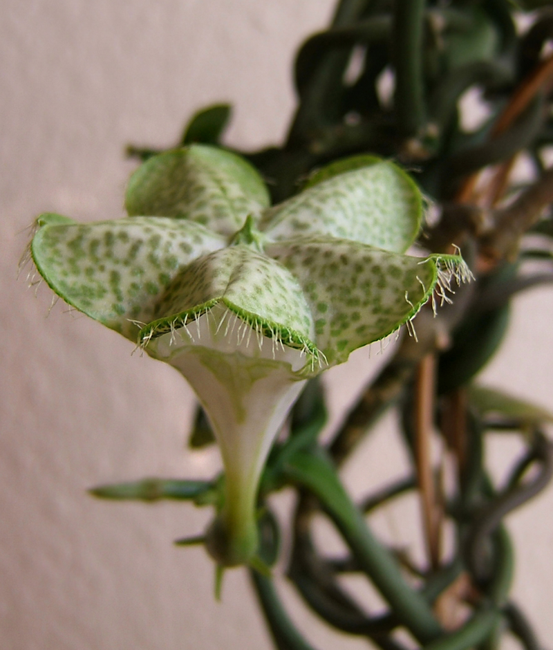 Illustration for article titled Why Did Plants Evolve These Weird and Horrific Flowers?